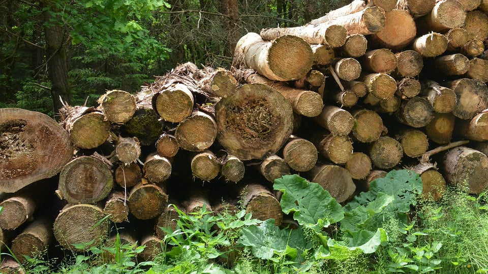 Schweizer Holz immer gefragter