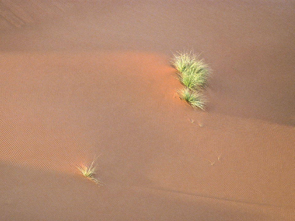 Ein paar kleine grüne Grasbüschel in feinem braunen Sand.