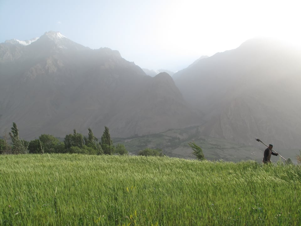 Ein Getreidefeld, im Hintergrund sind hohe Berge zu sehen.