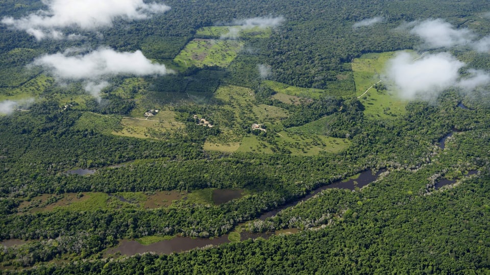Die Rodung von Urwald zur Umwandung in Weideland richtet in Brasilien riesige Umweltschäden an.