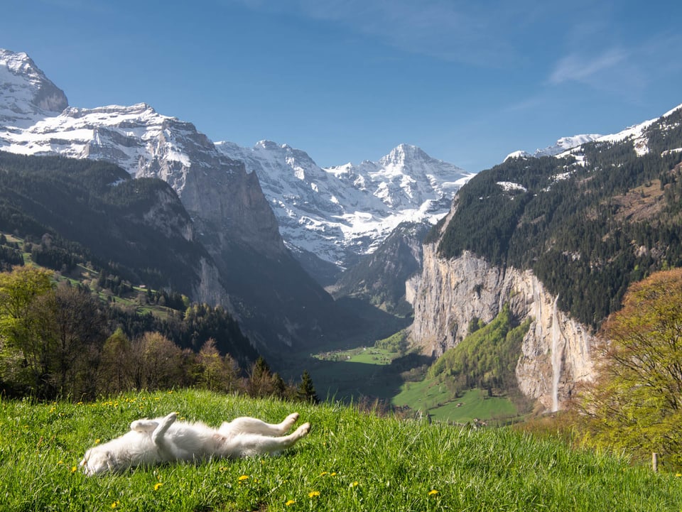 Hund auf Wiese vor den verschneiten bergriesen des Berner Oberlandes.