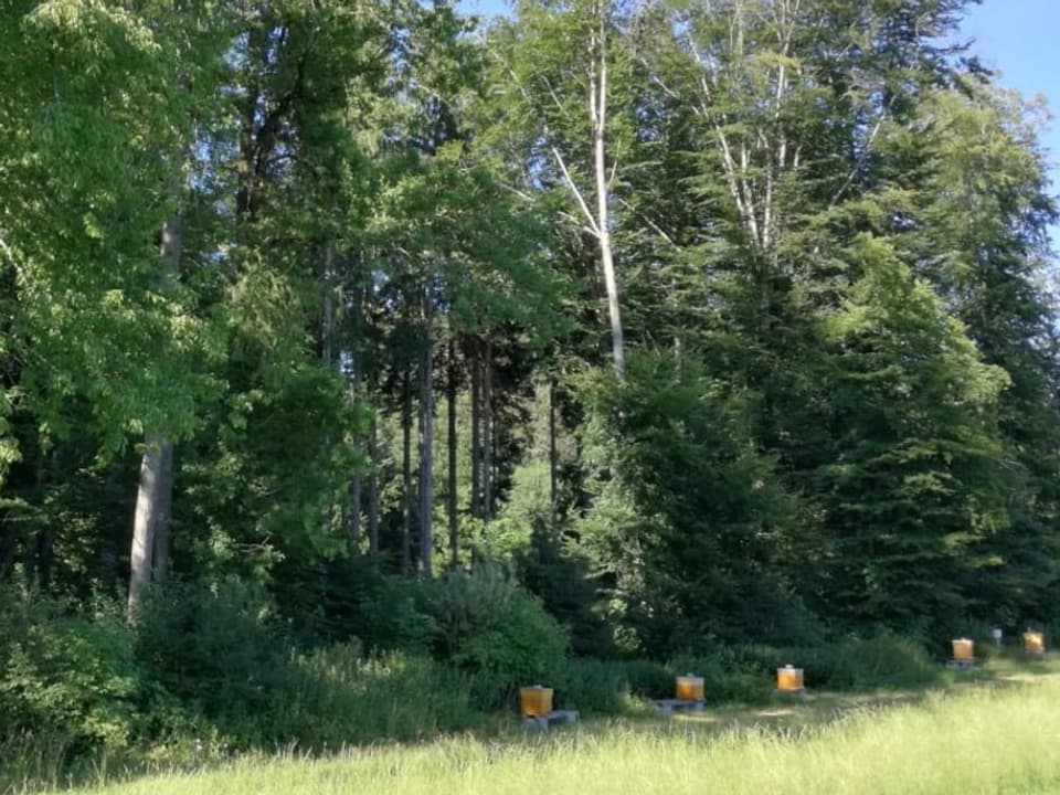 Waldrand im Sommer, mit Bienenstöcken