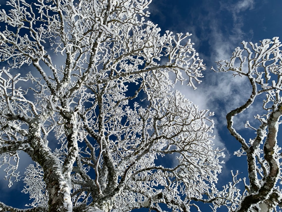 Bäume im Schnee.