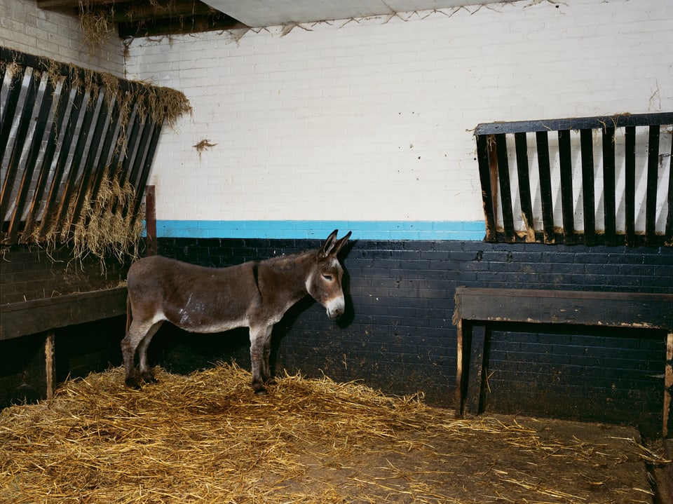 Ein Esel in einem Stall 