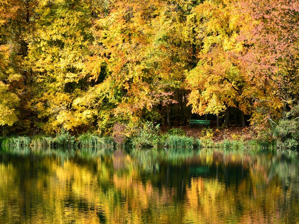 Gelbe und grüne Blätter an einem Waldrand, davor ein Teich, wo sich all die Farben spiegeln. 