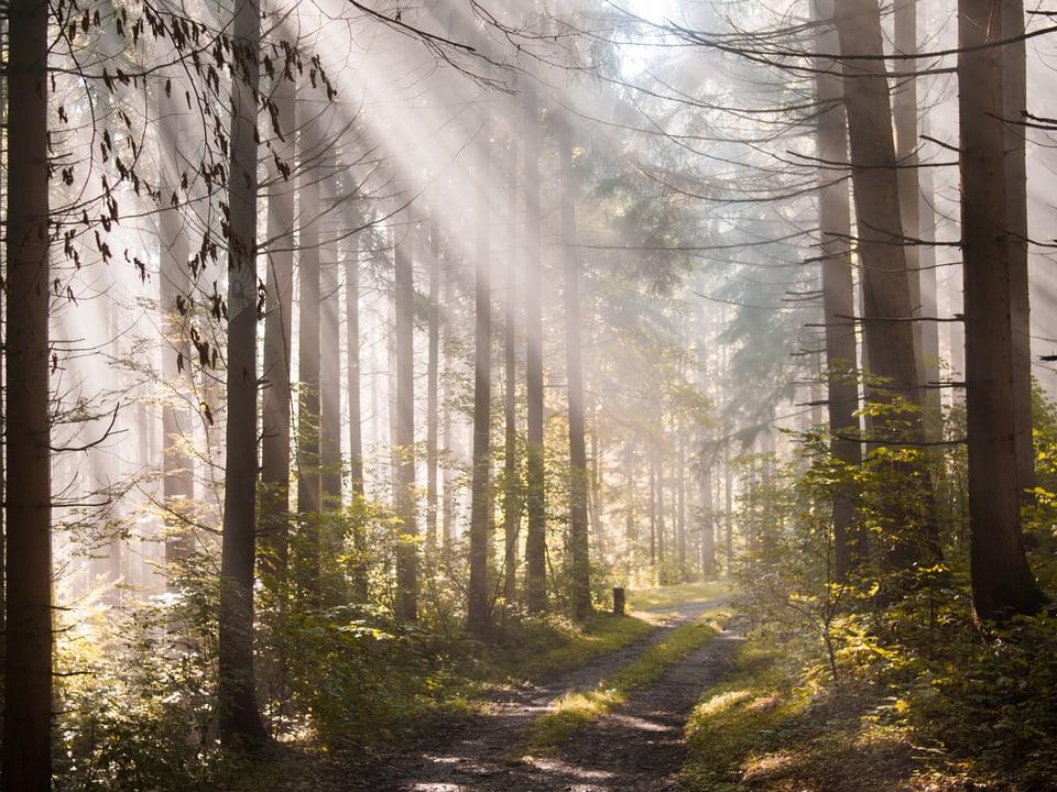 In einem nebligen Tannenwald sind die Sonnenstrahlen als helle Linien zu erkennen.