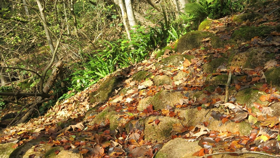 Feuchte Steine in einem Wald.
