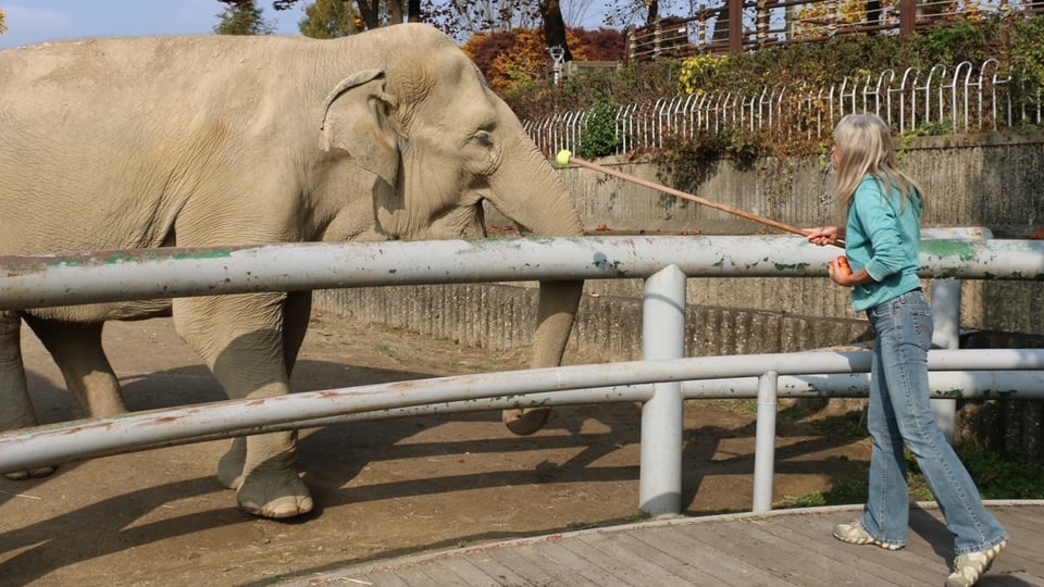 Gail Laule trainiert mit einem Elefanten.