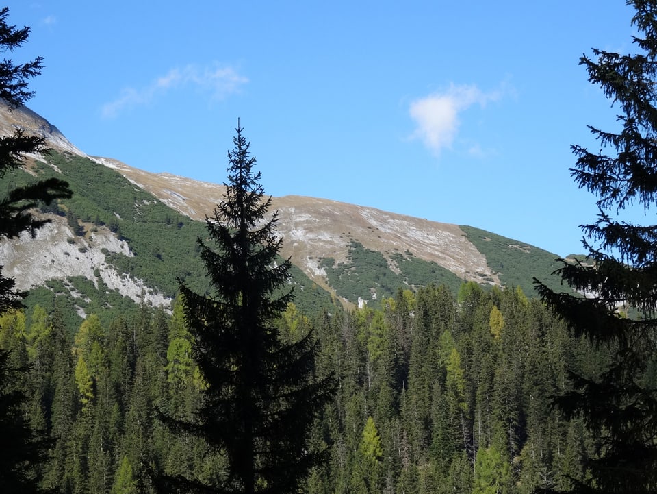 Tannenwald, im Hintergrud Bergflanke