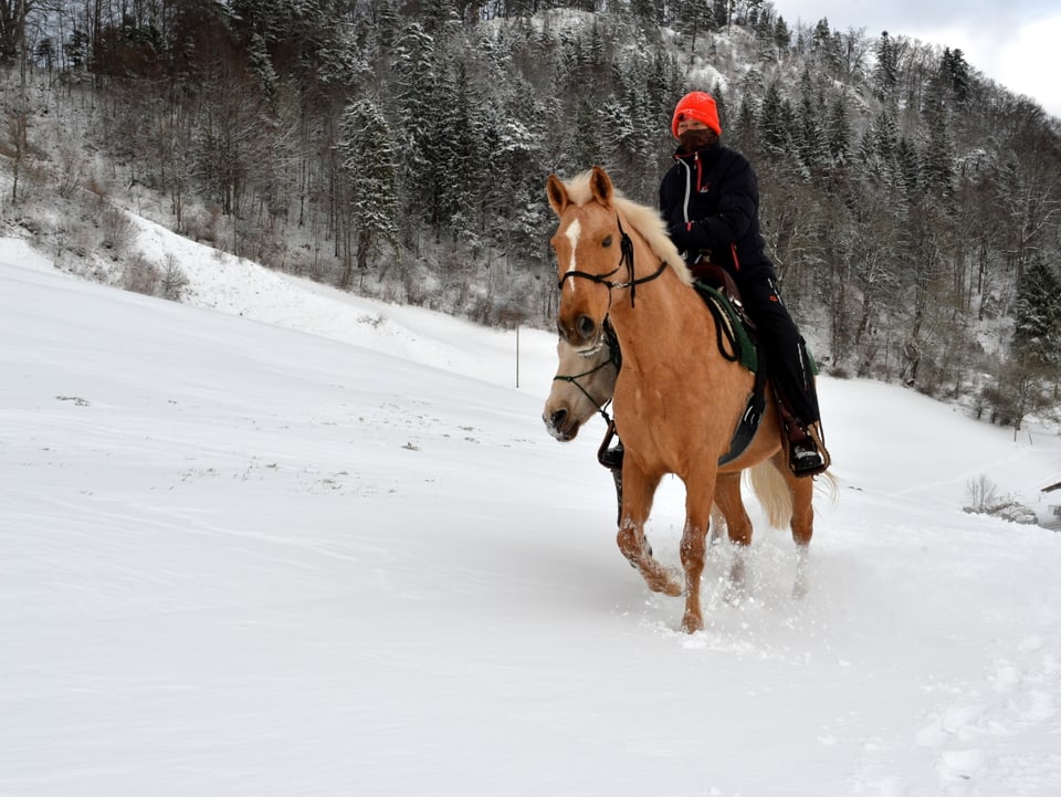 Reiter mit zwei Pferden im Schnee. Dahinter sieht man den Wald.