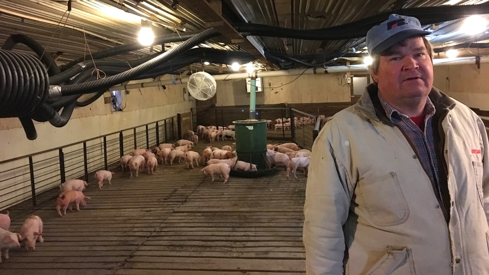 Dave Struthers auf seiner Schweinefarm in einer Halle.