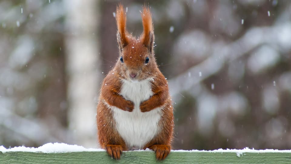 Ein Eichhörnchen im Winter.