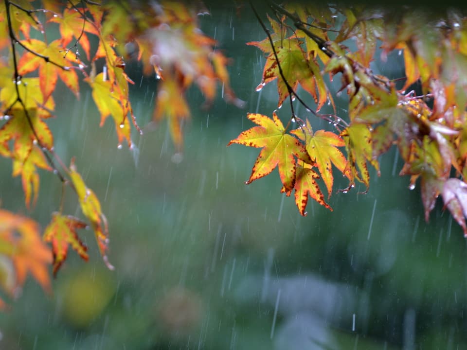 Blätter hängen von oben ins Bild. Sie sind schon farbig. Regentropfen sind überall zu sehen. Sie fallen teils auch von den Blättern.