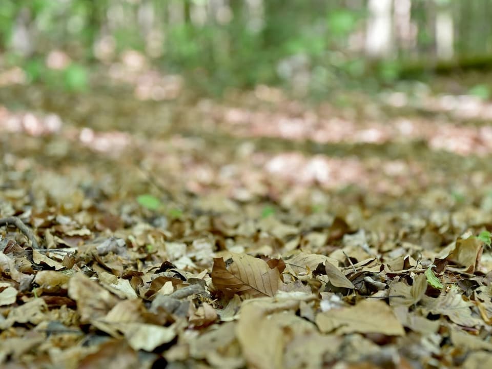 Laub liegt am Boden in einem Wald.