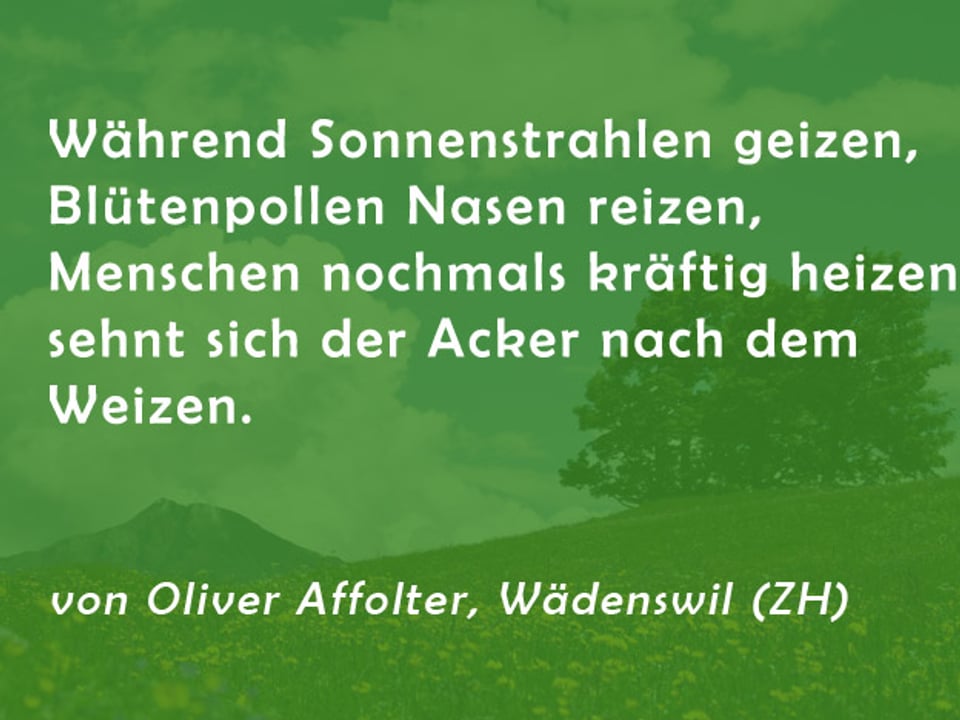 Gedicht von Oliver Affolter: Während Sonnenstrahlen geizen, Blütenpollen Nasen reizen, Menschen nochmals kräftig heizen, sehnt sich der Acker nach dem Weizen.