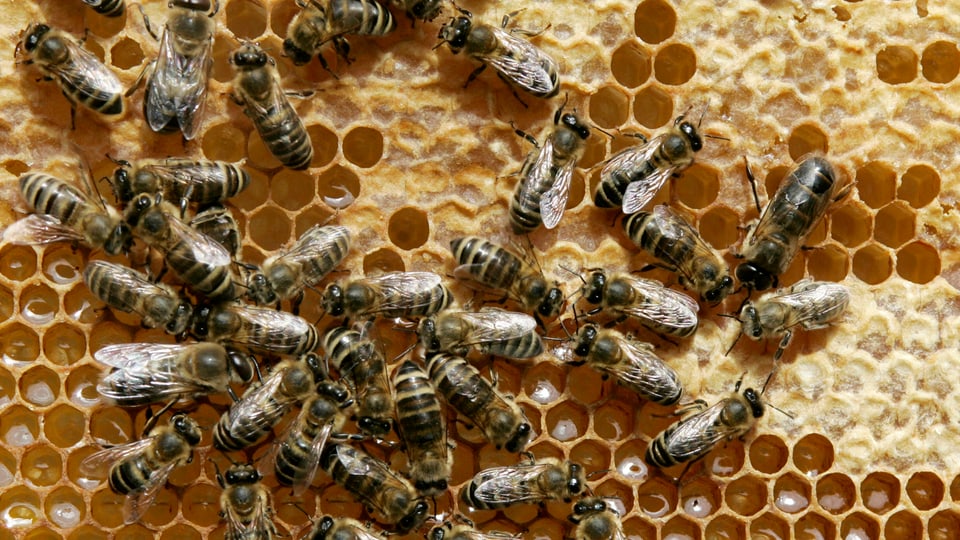 Studie weist gehemmte Vermehrung bei Wildbienen nach