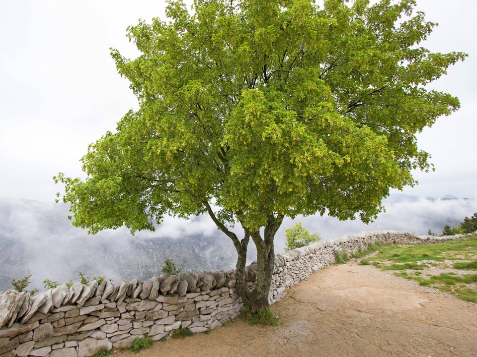 Relatic kleiner Ahorn-Baum vor einer Steinmauer
