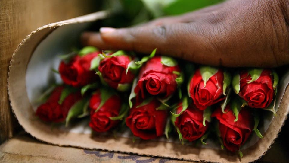 Eine Hand verpackt rote Rosen