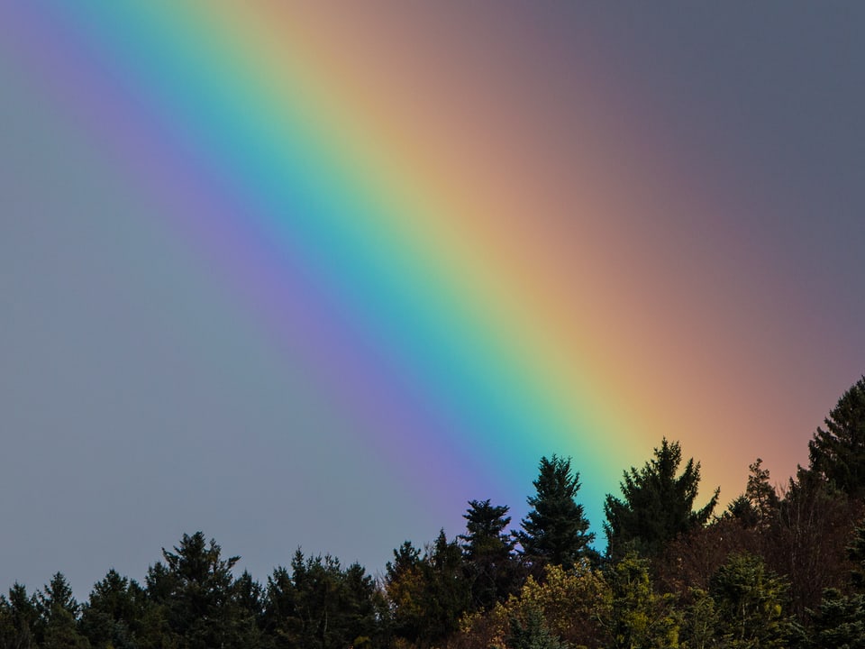 Ausschnitt aus einem sehr kräftigen Regenbogen über einem Wald.