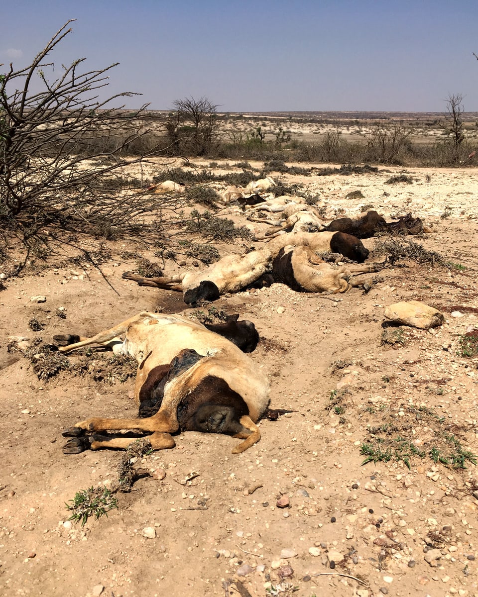 Tote Tiere liegen auf trockenem Boden am Wegrand.