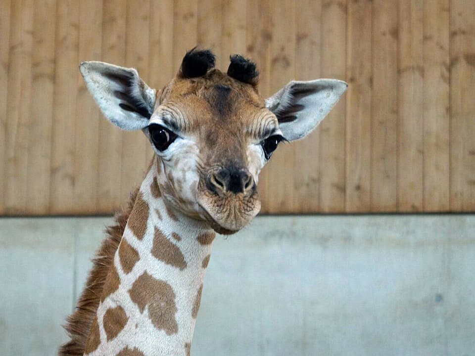 Giraffenbaby im Kinderzoo