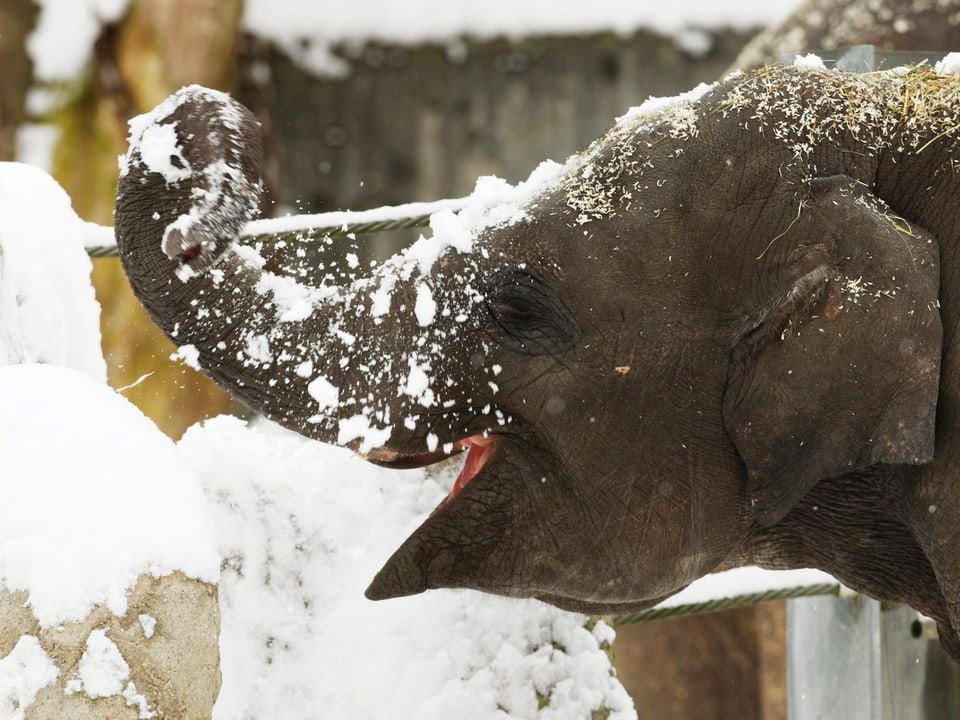 Ein Elefant schaufelt sich mit seinem Rüssel Schnee ins Gesicht.