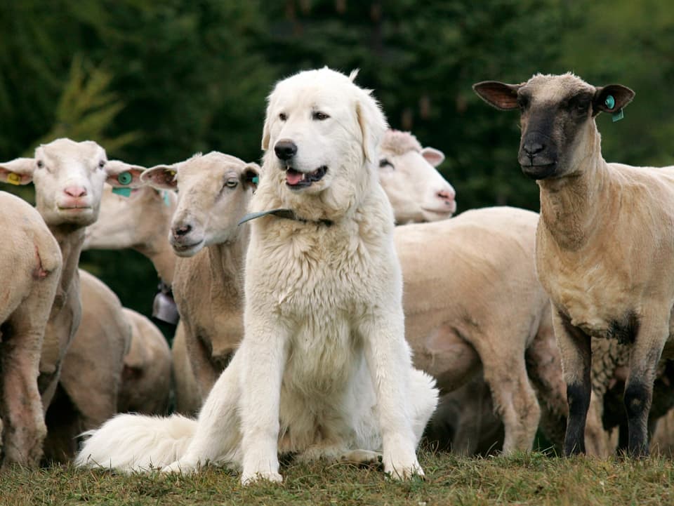 Ein Herdenschutzhund beschützt seine Schafherde