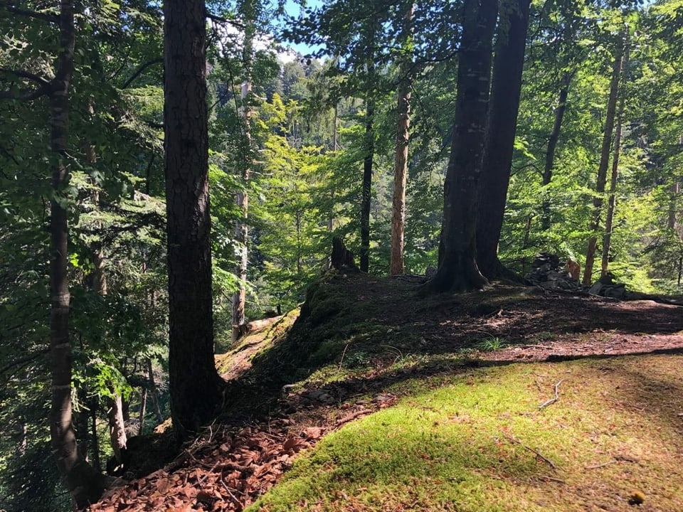 Schwarzwassergraben, Blick in den Wald