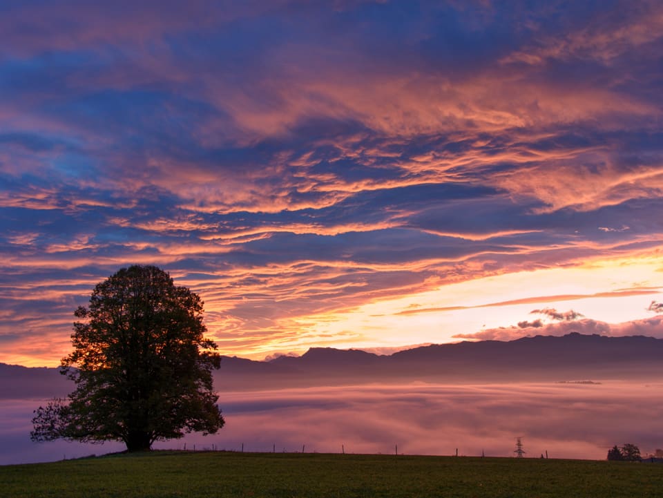 Blick auf einen alleinstehenden Baum auf einer Wiese. Dahinter sieht man das Morgenrot mit einem Nebelmeer. 