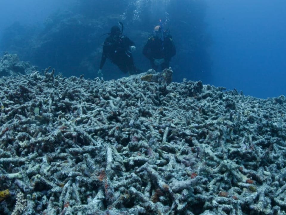 Taucher schwimmen vor einem Korallenriff, das all seine Farben verloren hat. Es ist nur noch grau.