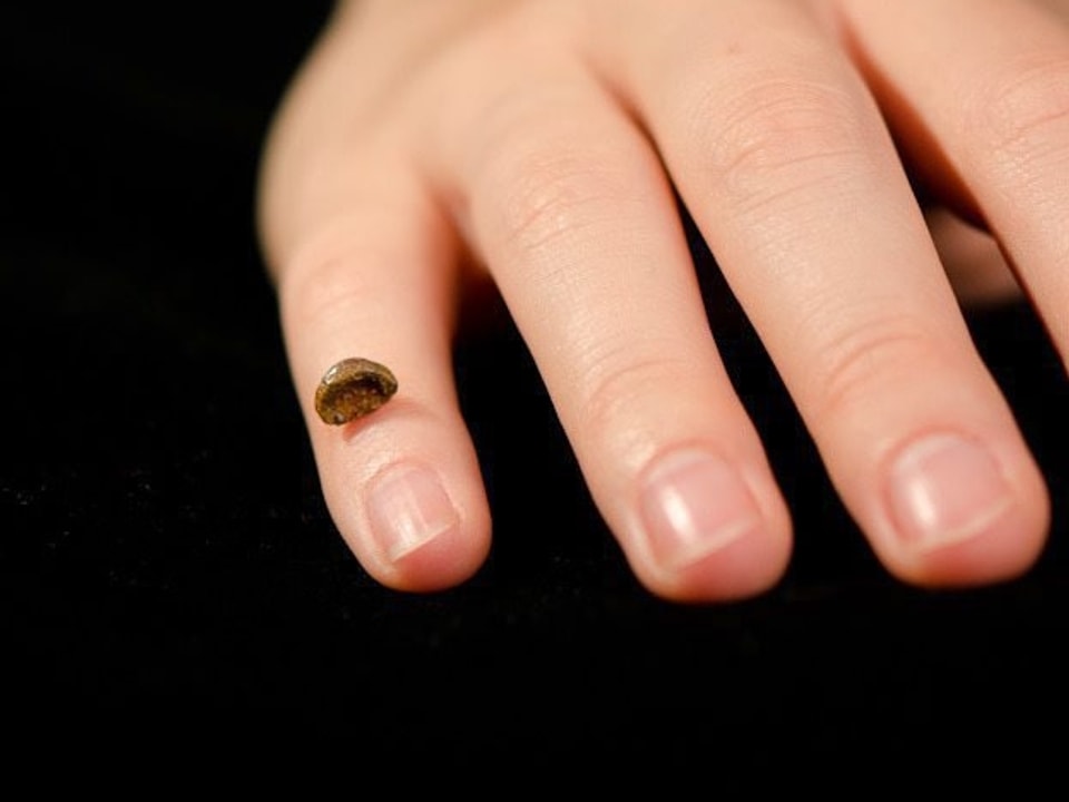 Replik des Fingerknochenfragments eines Denisova-Menschen auf einer menschlichen Hand.