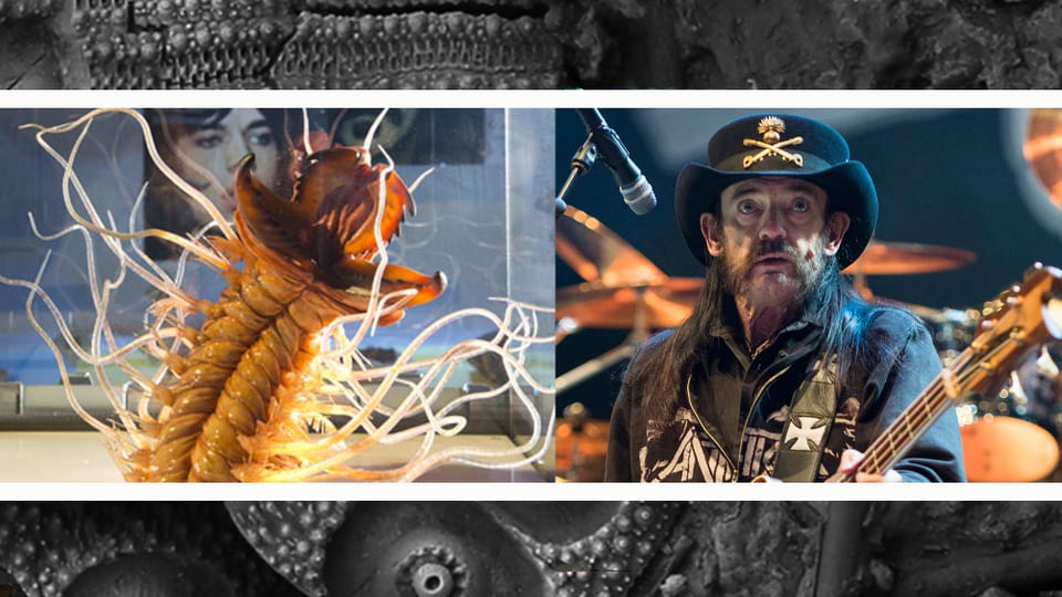 Links: der Wurm Kalloprion Kilmisteri, rechts: Musiker Lemmy Kilmister (Motörhead)