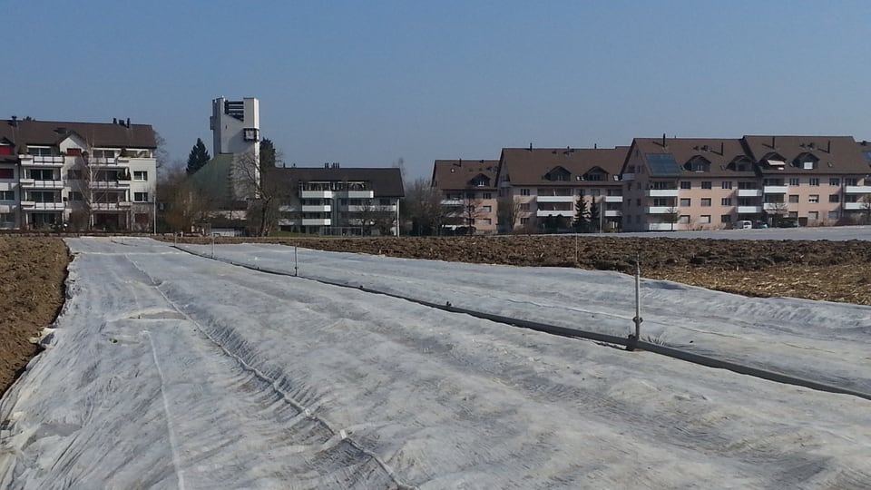 Weisse Folien bedecken den Acker. Dazwischen stehen Stäbe für die Bewässerung. Im Hintergrund sind die Kirche und Wohnblöcke von Dübendorf zu sehen.