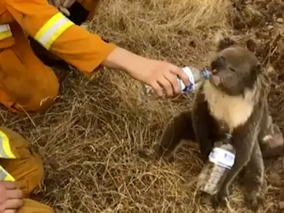 Helfer gibt Koala Wasser aus der Flasche.