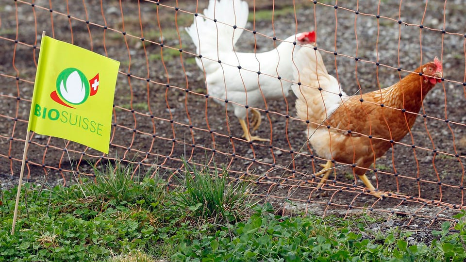Bio Suisse-Label auf einem Bauernhof mit frei laufenden Hühnern