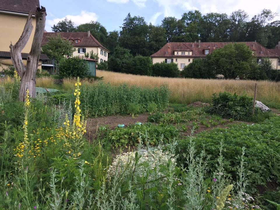 Nützt Mensch und Umwelt: Garten