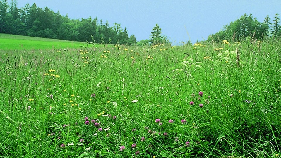 widely used meadow
