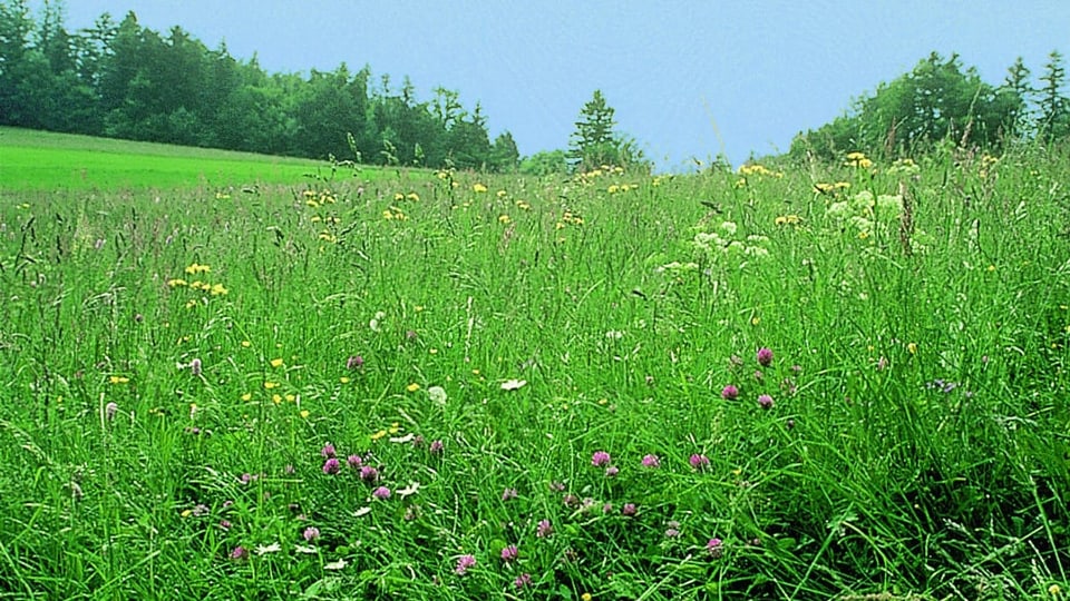 extensiv genutzte Wiese