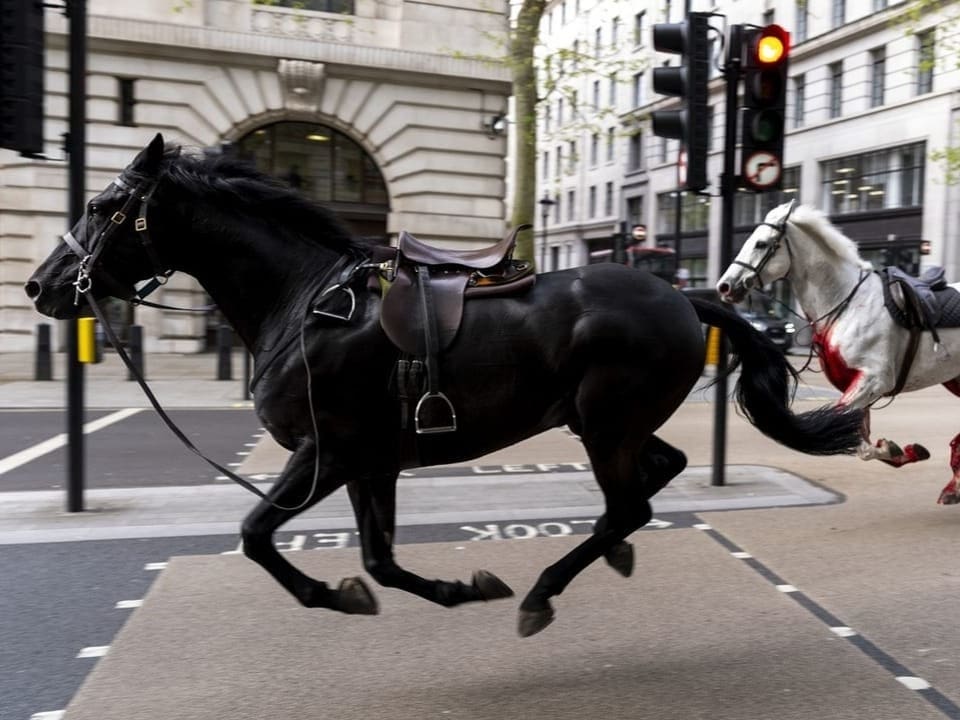 Schwarzes Pferd ohne Reiter rennt an einer Strassenkreuzung