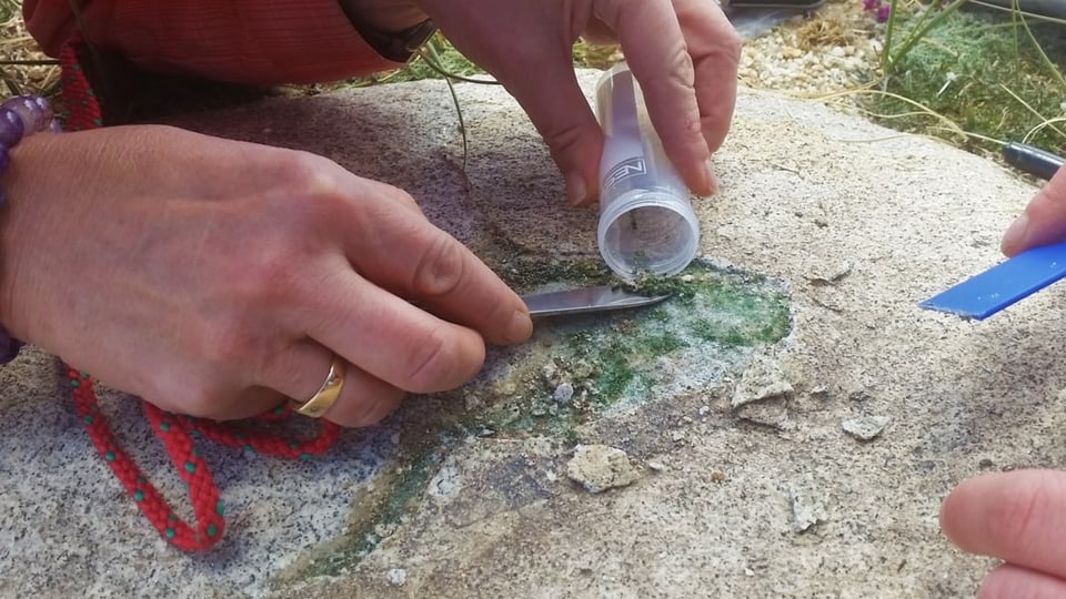 Endolithen auf einem Stein werden untersucht.