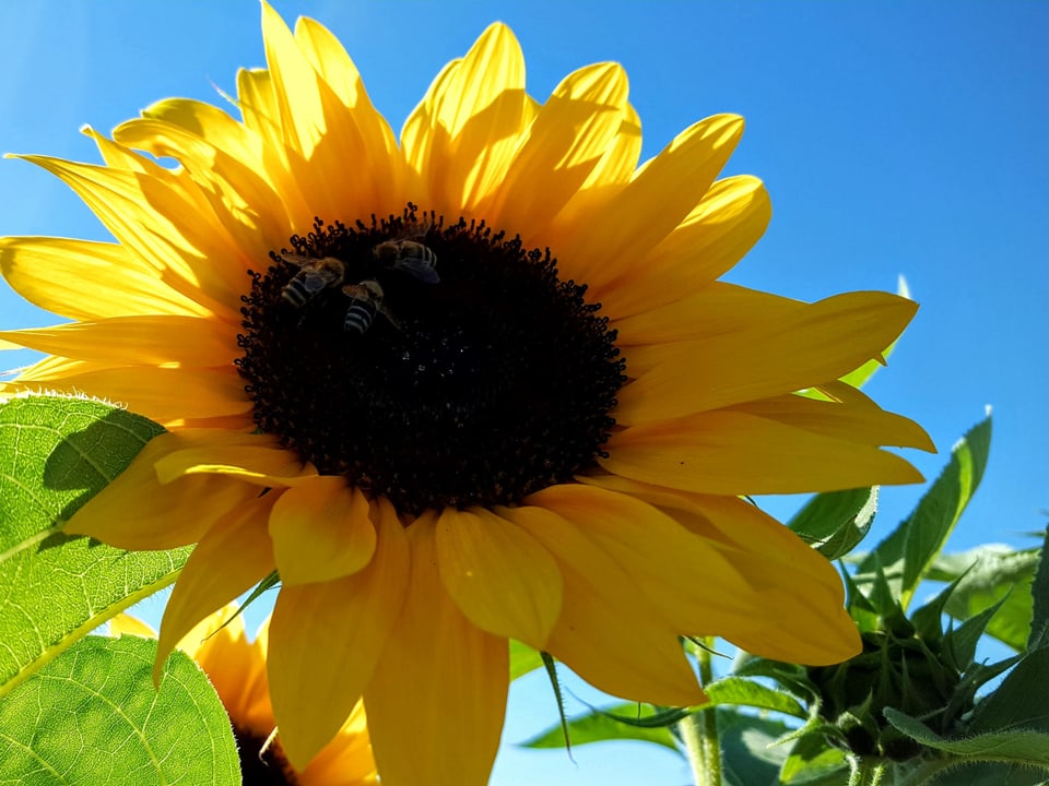 Grosse Sonnenblume mit blauem Himmel im Hintergrund. Die Blume ist gelb mit schwarzem Kern. 