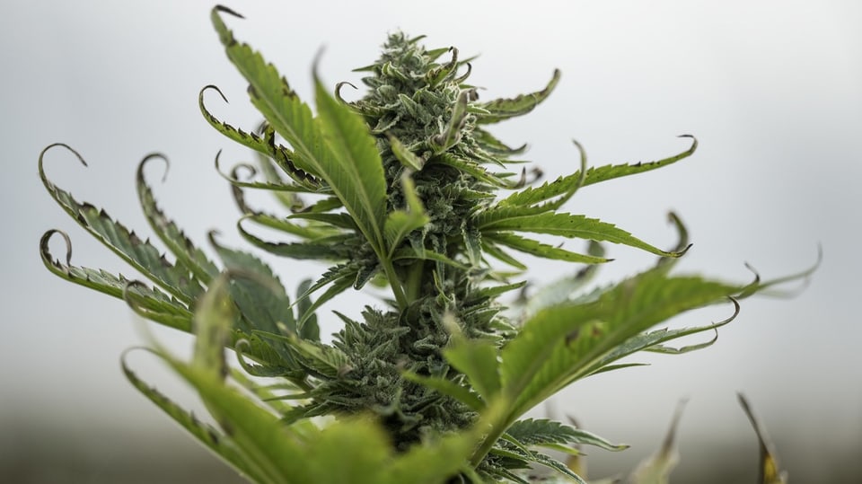 Deutschland plant Cannabis-Legalisierung «light»