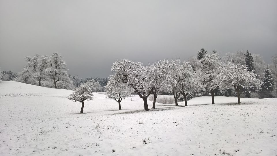 Schneelandschaft mit ein paar verschneiten Obstbäumen in St. Gallenkappel