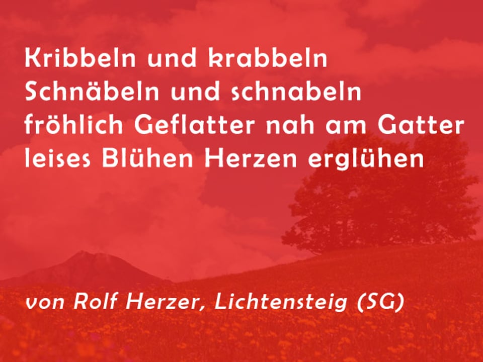 Gedicht von Rolf Herzer: Kribbeln und krabbeln Schnäbeln und schnabeln fröhlich Geflatter nah am Gatter leises Blühen Herzen erglühen.
