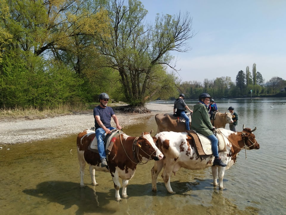 Kühe mit Reitern stehen im Wasser. Im Rhein.