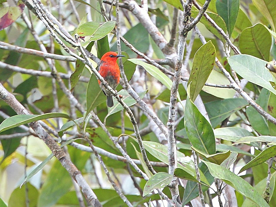 Ein roter Vogel in einem Gebüsch.