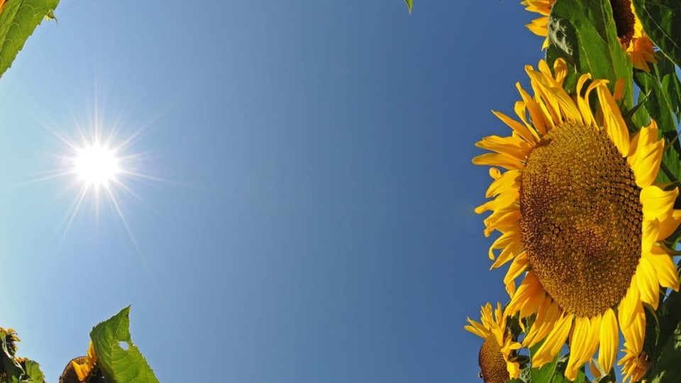 Sonnenschein und Sonnenblume