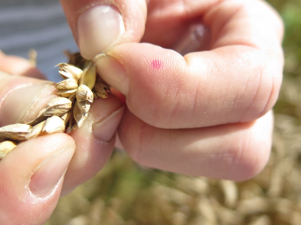 Ein Mann hält einige Weizenkörner in der Hand, eines öffnet er mit Daumen und Zeigefinger, es ist fast leer.