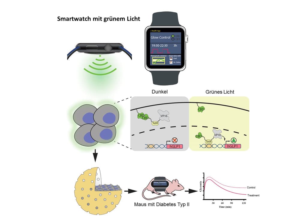 Smartwatch wird mit Genschalter gekoppelt Eine Abbildung der ETH die zeigt wie die Zellen auf das Grünlicht reagieren.