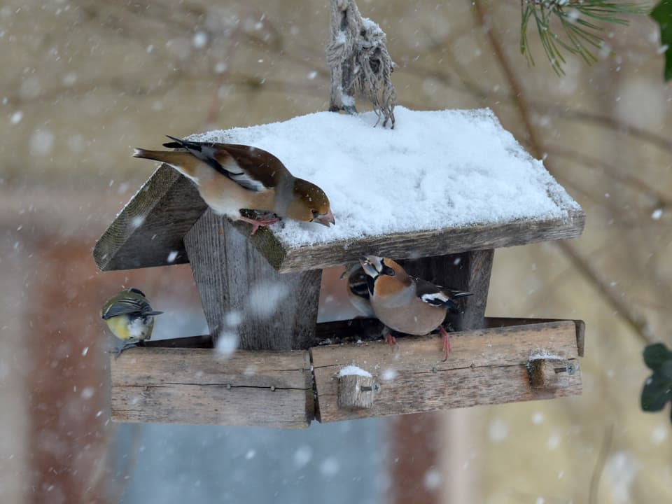 Vogelhäuschen im Schnee